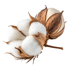 100% Cotton